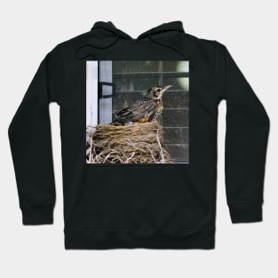 Young American Robin Leaving The Nest Hoodie